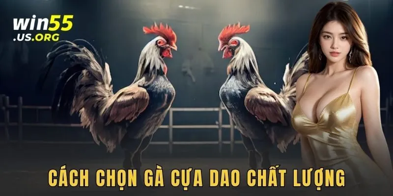 Cách chọn gà cựa dao chất lượng