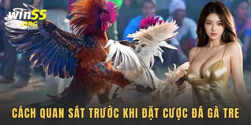 Cách quan sát trước khi đặt cược đá gà tre