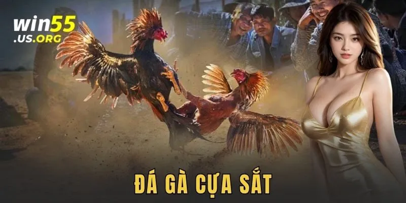 Đá gà cựa sắt: Bí quyết thắng kèo kịch trần WIN55