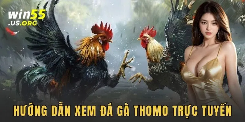 Hướng dẫn xem đá gà thomo trực tuyến
